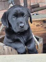 Jack, a male Labrador Retriever for sale in Beach City, OH – Photo 1 of 2