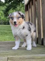 Stella, a female Australian Shepherd for sale in Beach City, OH – 3 of 4