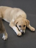 Nala, a female Anatolian Shepherd Dog and Great Pyrenees for sale in Beach City, OH – 2 of 2