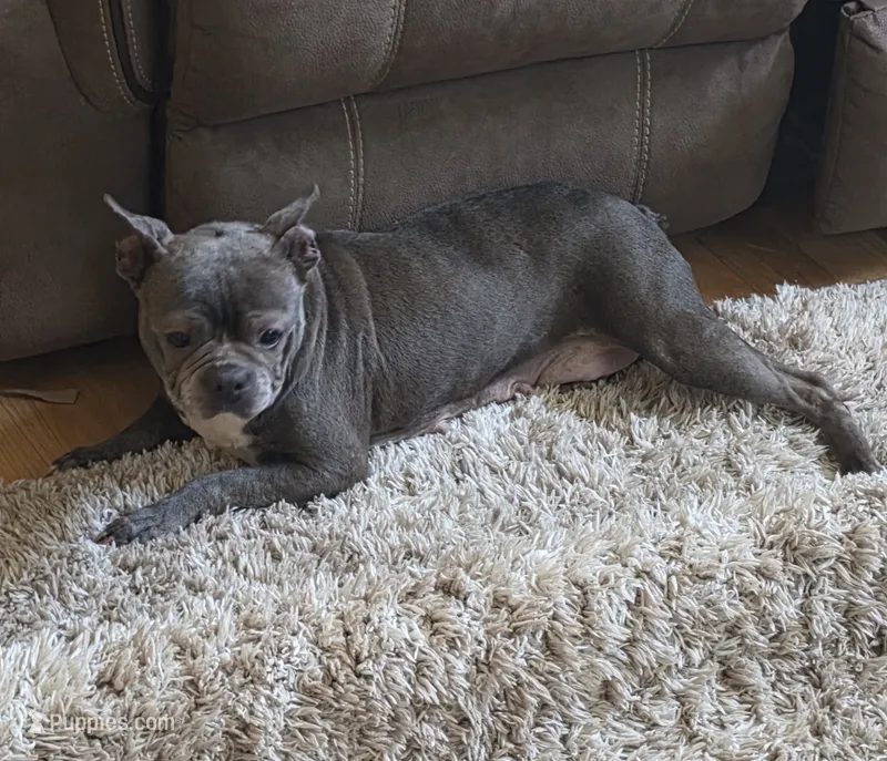 Ducky – Boston Terrier, French Bulldog puppy for sale in Beach City, OH
