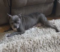 Ducky, a female Boston Terrier and French Bulldog for sale in Beach City, OH – 1 of 3
