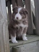 Ruby, a female Australian Shepherd for sale in Beach City, OH – Photo 1 of 2