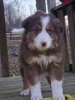 Ruby, a female Australian Shepherd for sale in Beach City, OH – Photo 2 of 2