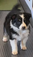 Jack, a male Australian Shepherd for sale in Beach City, OH – Photo 2 of 5