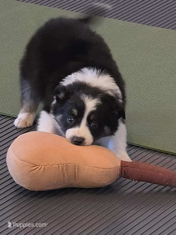 Jack – Australian Shepherd puppy for sale in Beach City, OH