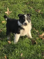 Jack, a male Australian Shepherd for sale in Beach City, OH – Photo 3 of 5