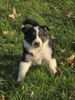 Jack, a male Australian Shepherd for sale in Beach City, OH – Photo 4 of 5