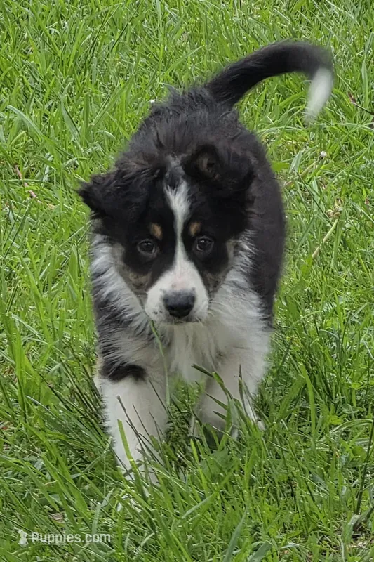 Jack – Australian Shepherd puppy for sale in Beach City, OH