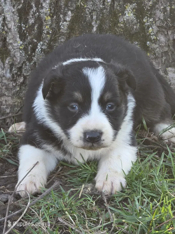 Jack – Australian Shepherd puppy for sale in Beach City, OH