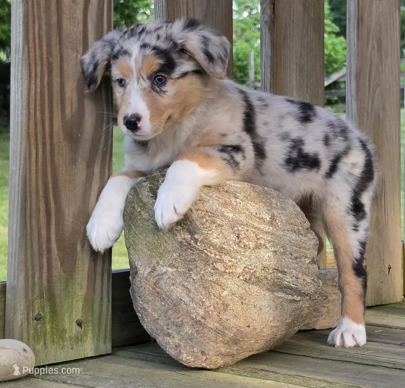 Kya – Australian Shepherd puppy for sale in Beach City, OH