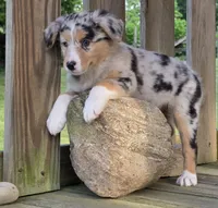 Kya, a female Australian Shepherd for sale in Beach City, OH – 1 of 4