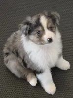 Stella, a female Miniature Australian Shepherd for sale in Beach City, OH – 1 of 2
