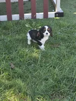 Tucker, a male Cavalier King Charles Spaniel for sale in Beach City, OH – 2 of 4