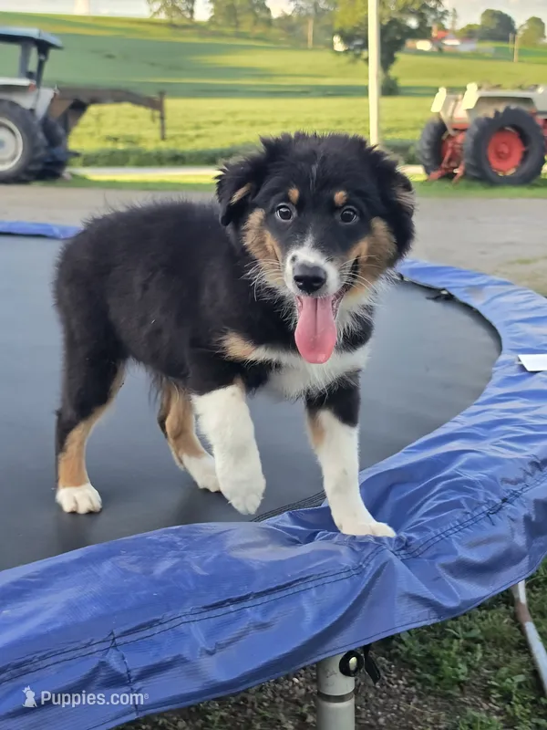 Luke – Australian Shepherd puppy for sale in Beach City, OH