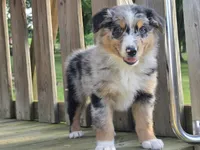 Zoey, a female Australian Shepherd for sale in Beach City, OH – 3 of 3