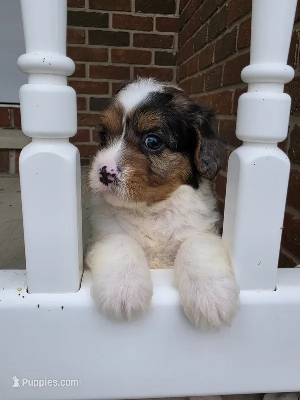 Stormy – Cavalier King Charles Spaniel puppy for sale in Beach City, OH