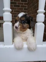 Stormy, a male Cavalier King Charles Spaniel for sale in Beach City, OH – 1 of 3