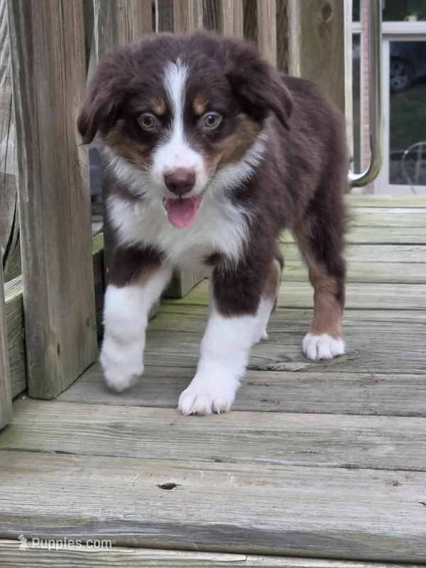 Red – Australian Shepherd puppy for sale in Beach City, OH