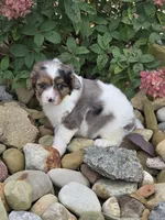 Stormy, a male Cavalier King Charles Spaniel for sale in Beach City, OH – 3 of 3