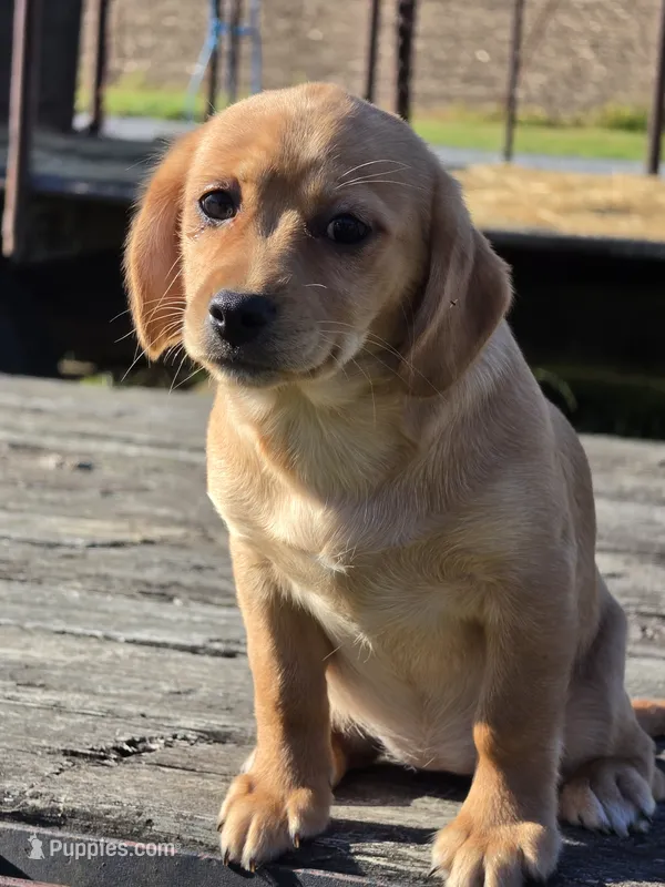 Mia – Cavapoo puppy for sale in Beach City, OH