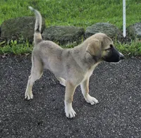 Max, a male Anatolian Shepherd Dog and Great Pyrenees for sale in Beach City, OH – 2 of 2