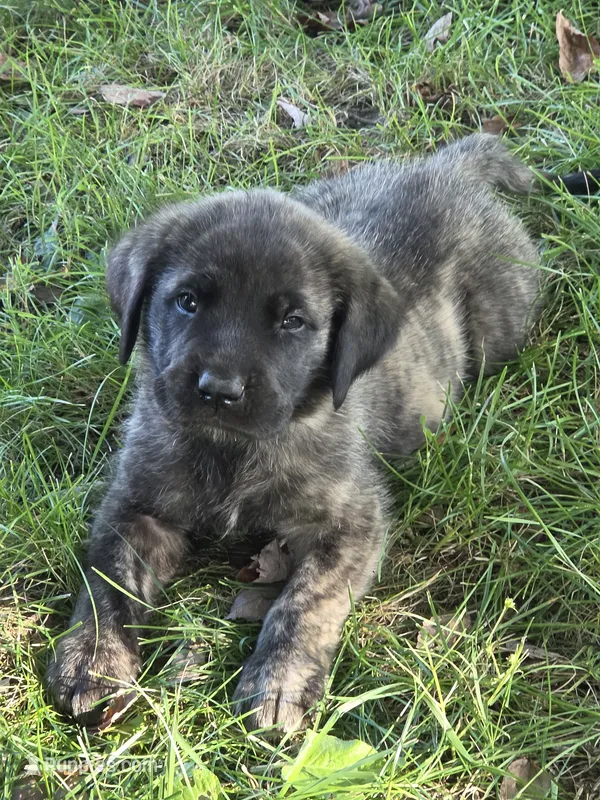 Zeus – English Mastiff puppy for sale in Beach City, OH