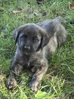 Zeus, a male English Mastiff for sale in Beach City, OH – 1 of 1