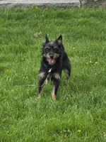 Zen, a male Yorkshire Terrier for sale in Beach City, OH – 2 of 2
