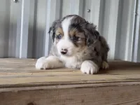 Jasmine, a female Miniature Australian Shepherd for sale in Beach City, OH – 2 of 4