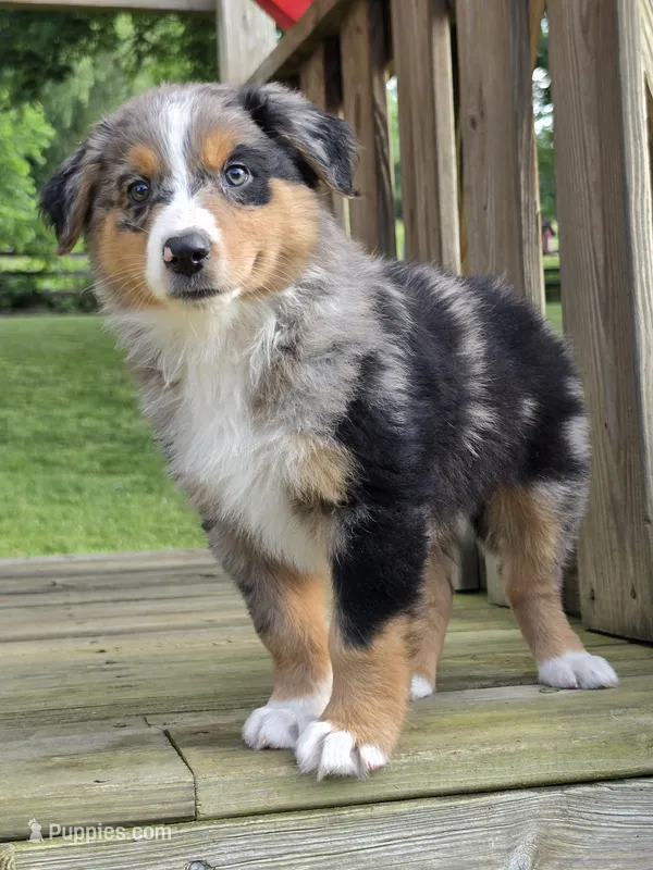 Banjo – Australian Shepherd puppy for sale in Beach City, OH