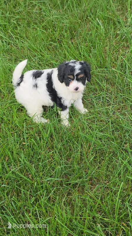 Leo – Cavalier King Charles Spaniel puppy for sale in Beach City, OH