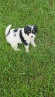 Leo, a male Cavalier King Charles Spaniel for sale in Beach City, OH – 1 of 2