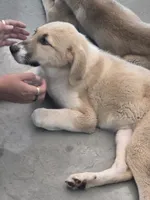 Kya, a female Anatolian Shepherd Dog and Great Pyrenees for sale in Beach City, OH – 3 of 4