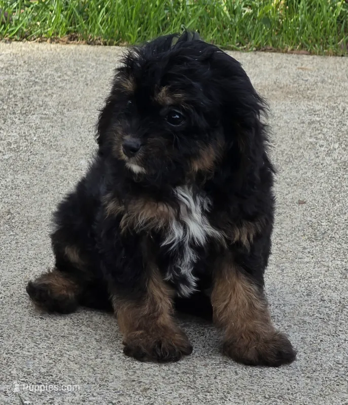 Rio – Cavalier King Charles Spaniel puppy for sale in Beach City, OH