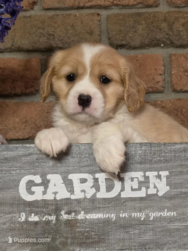 Milo – Cavapoo puppy for sale in Beach City, OH