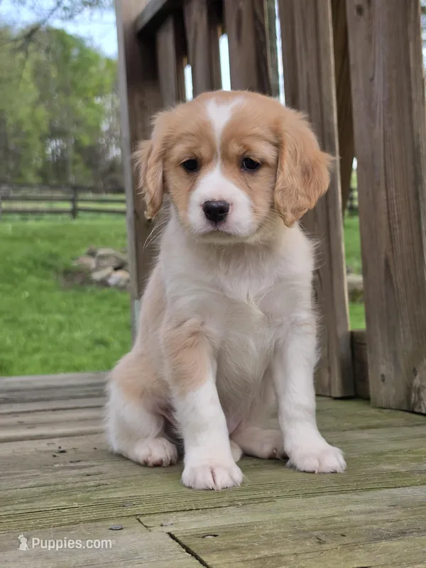 Milo – Cavapoo puppy on hold in Beach City, OH