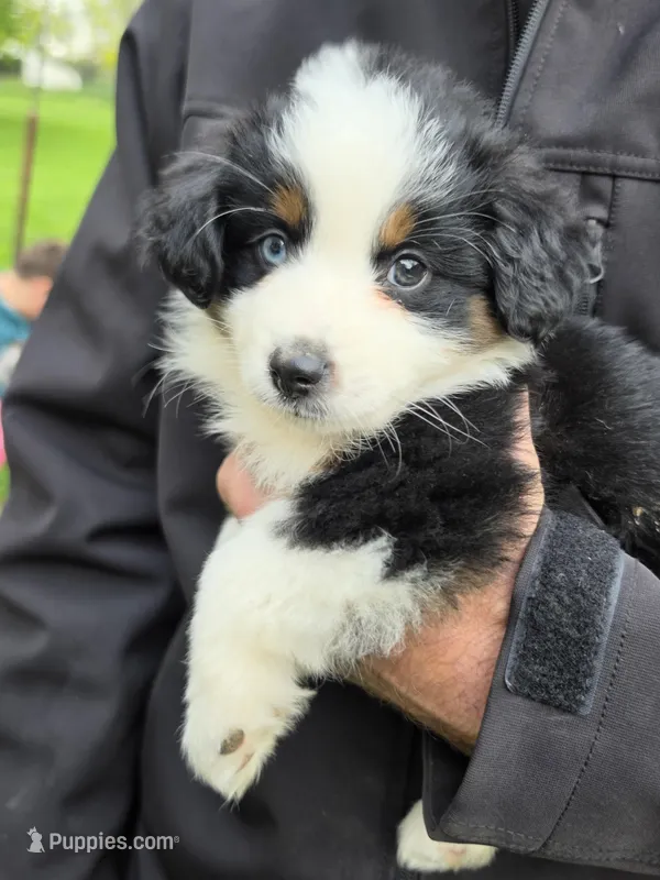 Zoey, a female Miniature Australian Shepherd for sale in Beach City, OH – Photo 1 of 2
