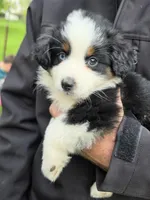 Zoey, a female Miniature Australian Shepherd for sale in Beach City, OH – Photo 1 of 2