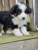 Zoey, a female Miniature Australian Shepherd for sale in Beach City, OH – Photo 2 of 2