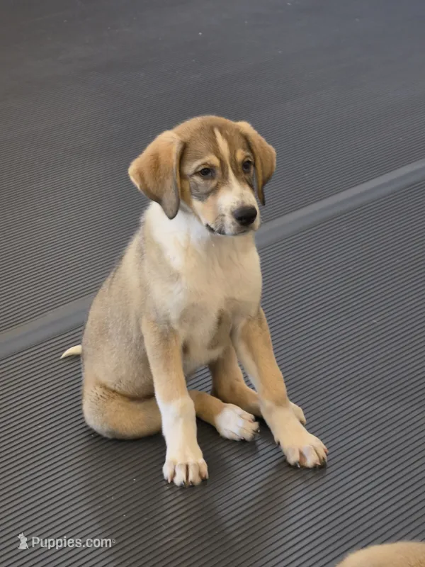 Anna – Anatolian Shepherd Dog, Great Pyrenees puppy for sale in Beach City, OH