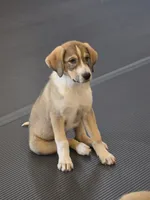 Anna, a female Anatolian Shepherd Dog and Great Pyrenees for sale in Beach City, OH – 1 of 1