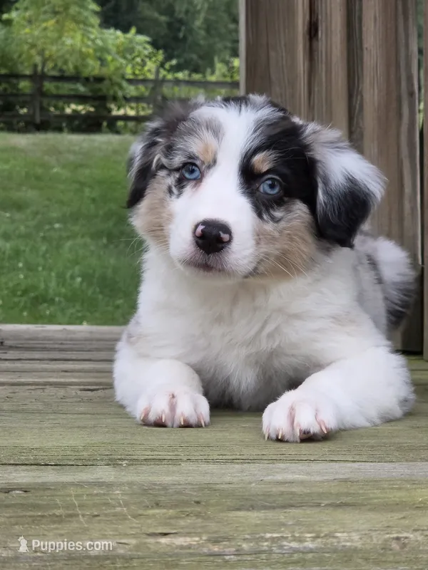 Zoey – Australian Shepherd puppy for sale in Beach City, OH