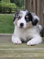 Zoey, a female Australian Shepherd for sale in Beach City, OH – 1 of 2