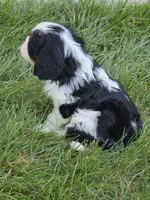 Charles, a male Cavalier King Charles Spaniel for sale in Beach City, OH – 2 of 3