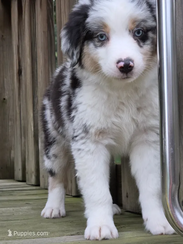 Jasper – Australian Shepherd puppy for sale in Beach City, OH