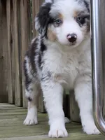 Jasper, a male Australian Shepherd for sale in Beach City, OH – 1 of 2