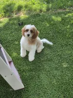 Winston, a male Cavapoo for sale in Beach City, OH – 2 of 3