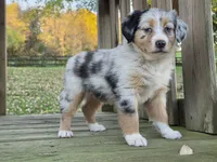 Ava, a female Australian Shepherd for sale in Beach City, OH – 4 of 4