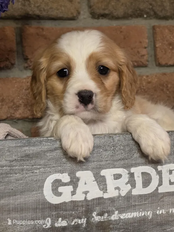 Reese – Cavapoo puppy for sale in Beach City, OH