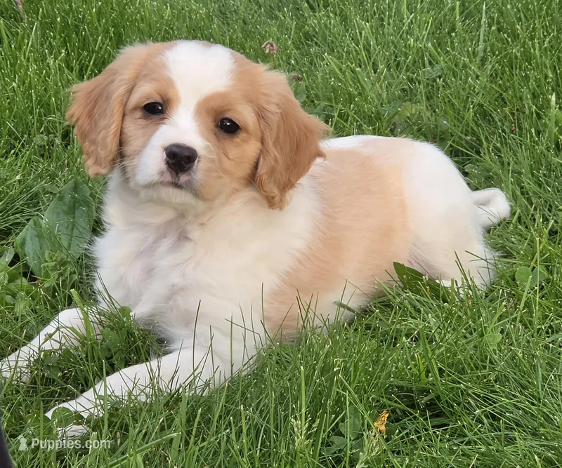 Reese – Cavapoo puppy for sale in Beach City, OH